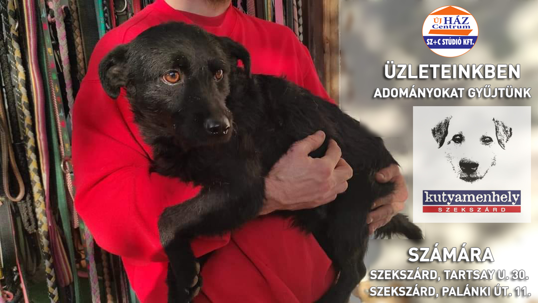 hírlevélbe_kutyamenhely